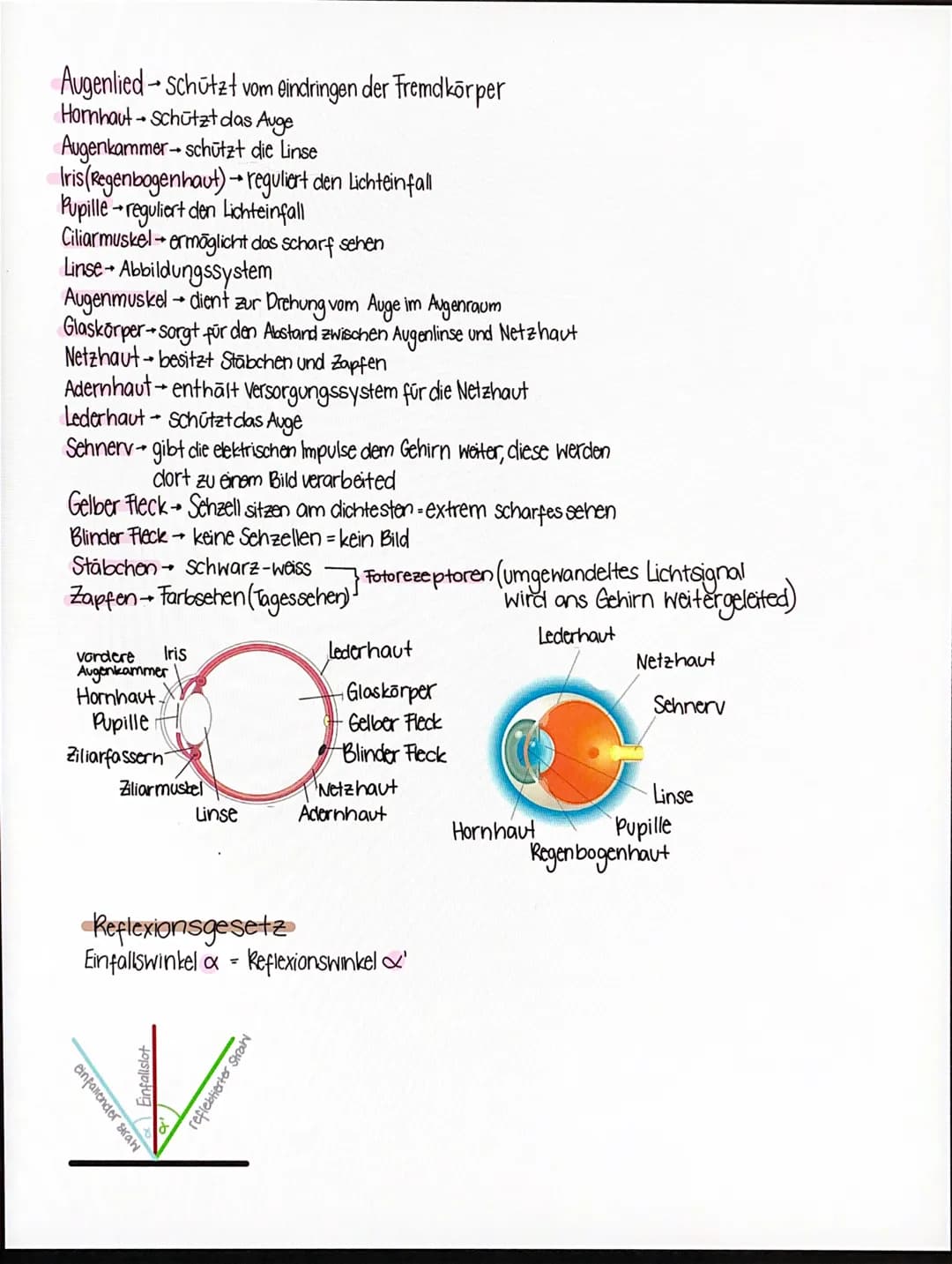 Augenlied schützt vom eindringen der Fremdkörper
Hornhaut-Schutzt das Auge
Augenkammer-schützt
Iris (Regenbogenhaut)reguliert den Lichteinfa