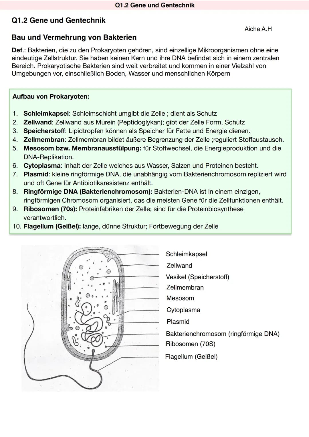 Q1.2 Gene und Gentechnik
Aufbau von Prokaryoten:
Q1.2 Gene und Gentechnik
Bau und Vermehrung von Bakterien
Def.: Bakterien, die zu den Proka