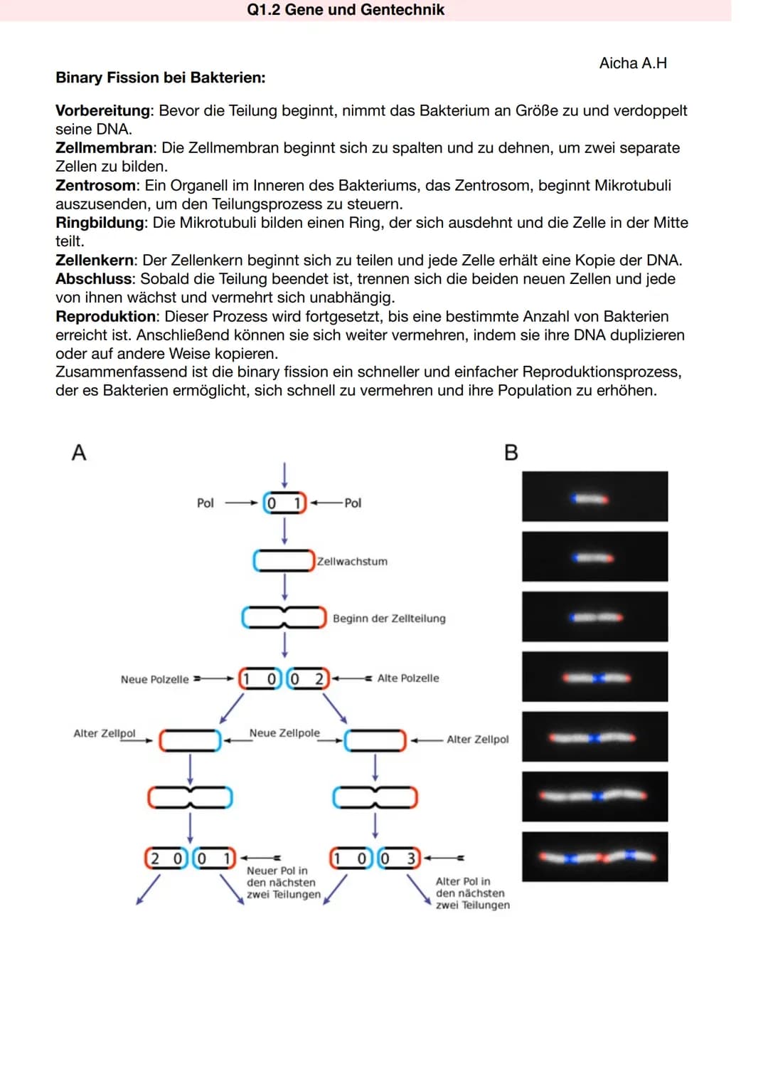 Q1.2 Gene und Gentechnik
Aufbau von Prokaryoten:
Q1.2 Gene und Gentechnik
Bau und Vermehrung von Bakterien
Def.: Bakterien, die zu den Proka