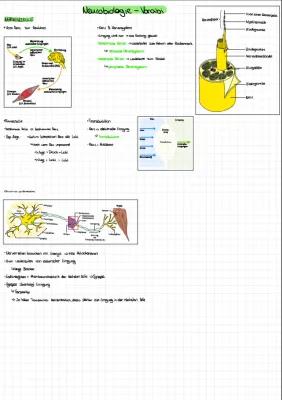 Know Neurobiologie - Nervenzelle  thumbnail