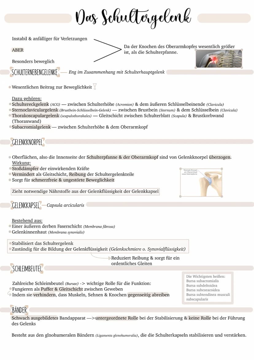 SPORT & GESUNDHEIT ● Definitionen
● Problemstellung
Gelenke
INHALTSVERZEICHNIS
Physiologische Wirkungen
Risikofaktorenmodell
bedentsamkeit h