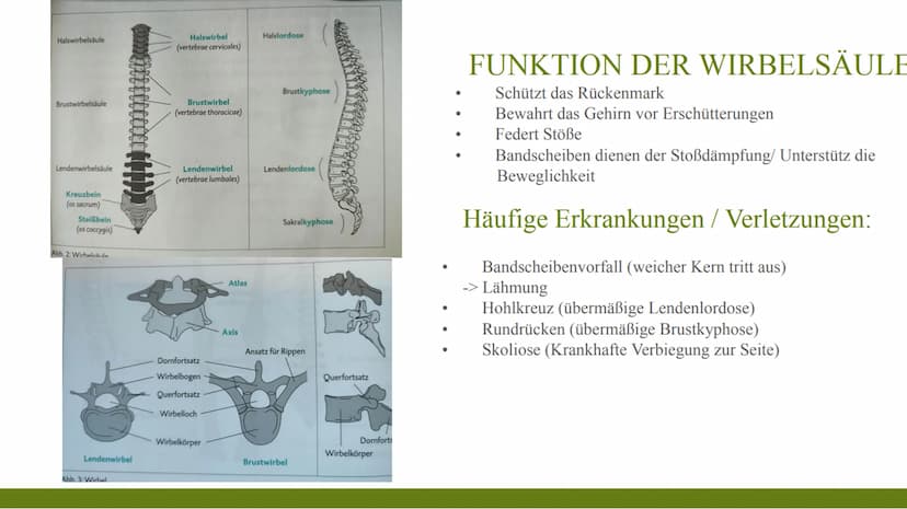 SPORT & GESUNDHEIT ● Definitionen
● Problemstellung
Gelenke
INHALTSVERZEICHNIS
Physiologische Wirkungen
Risikofaktorenmodell
bedentsamkeit h