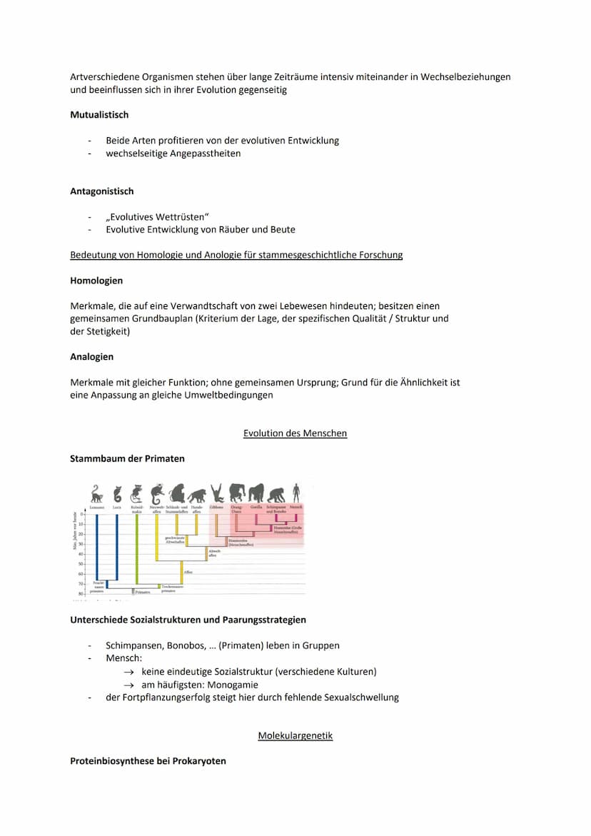 Sexuelle Selektion
Intersexuelle Selektion:
Individuum wählt unter bestimmten Merkmalen einen bevorzugten Partner
Merkmale: Gesang, Federkle
