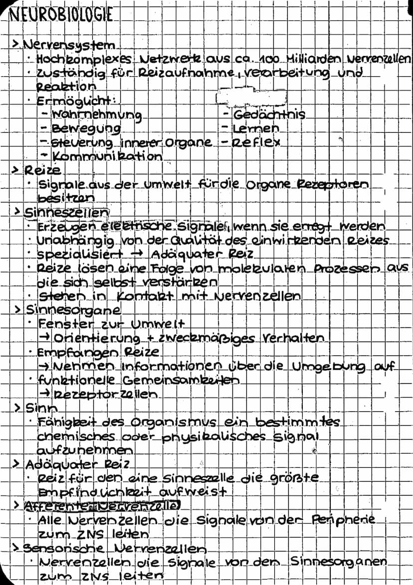 biologie
SPEZIFISCHE IMMUNANTWORT
Humorale Immunantwort Zellulare Immunantwort
infekstion..
Eindringer der Erreger in den Körper
→ Erster An