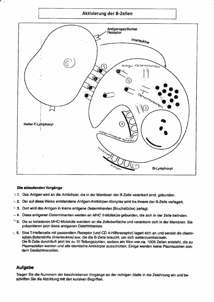 biologie
SPEZIFISCHE IMMUNANTWORT
Humorale Immunantwort Zellulare Immunantwort
infekstion..
Eindringer der Erreger in den Körper
→ Erster An