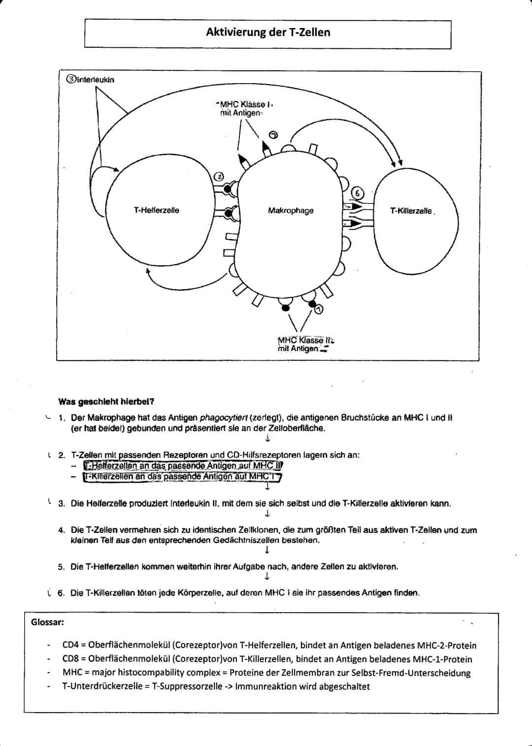 biologie
SPEZIFISCHE IMMUNANTWORT
Humorale Immunantwort Zellulare Immunantwort
infekstion..
Eindringer der Erreger in den Körper
→ Erster An