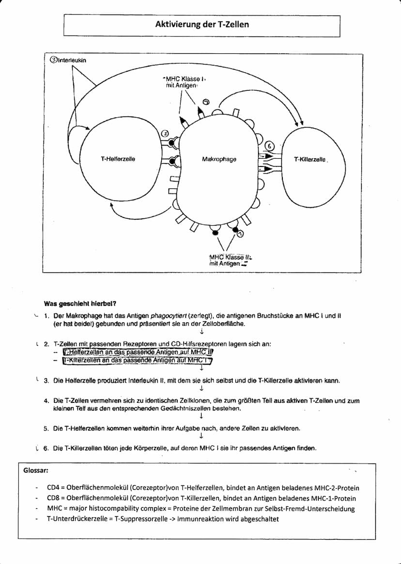 biologie
SPEZIFISCHE IMMUNANTWORT
Humorale Immunantwort Zellulare Immunantwort
infekstion..
Eindringer der Erreger in den Körper
→ Erster An
