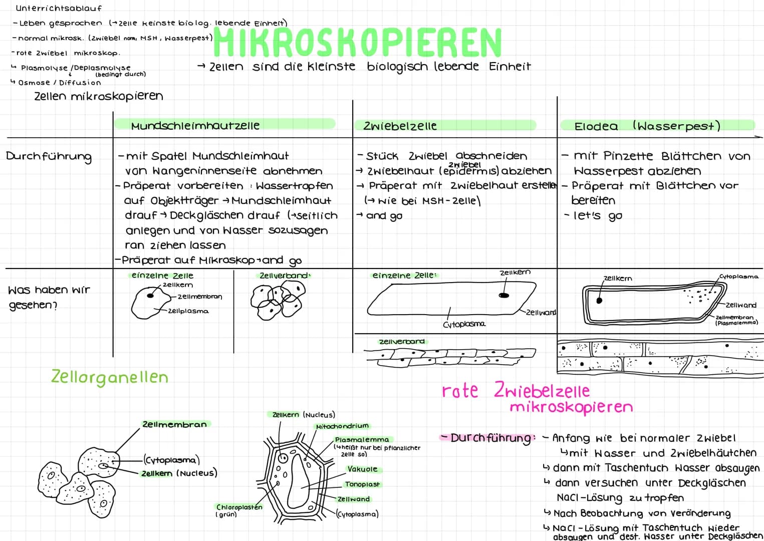 Unterrichtsablauf
- Leben gesprochen (zelle keinste biolog. lebende Einhert)
- normal mikrosk. (Zwiebel norm, MSH, Wasserpest)
- rote Zwiebe