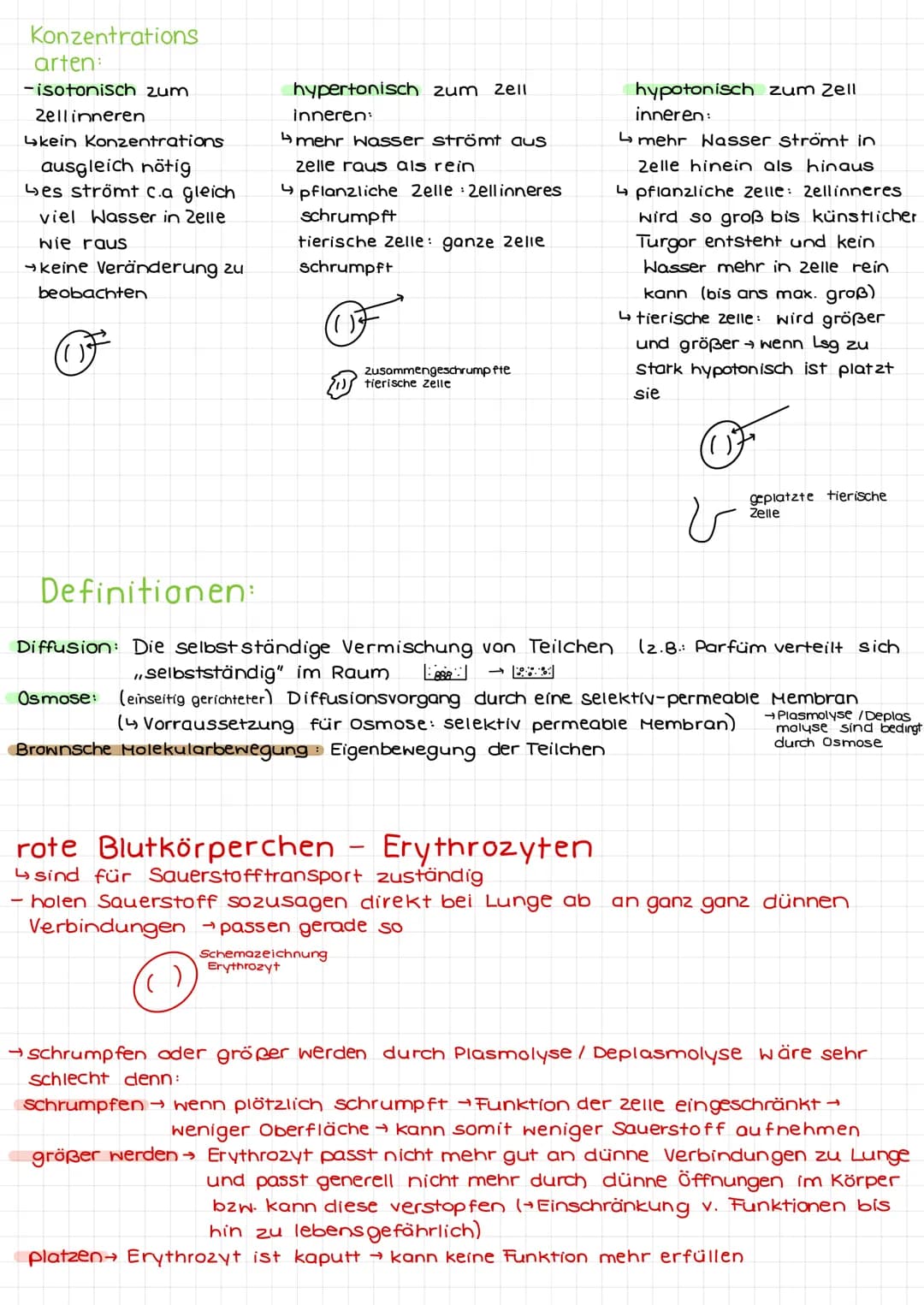 Unterrichtsablauf
- Leben gesprochen (zelle keinste biolog. lebende Einhert)
- normal mikrosk. (Zwiebel norm, MSH, Wasserpest)
- rote Zwiebe