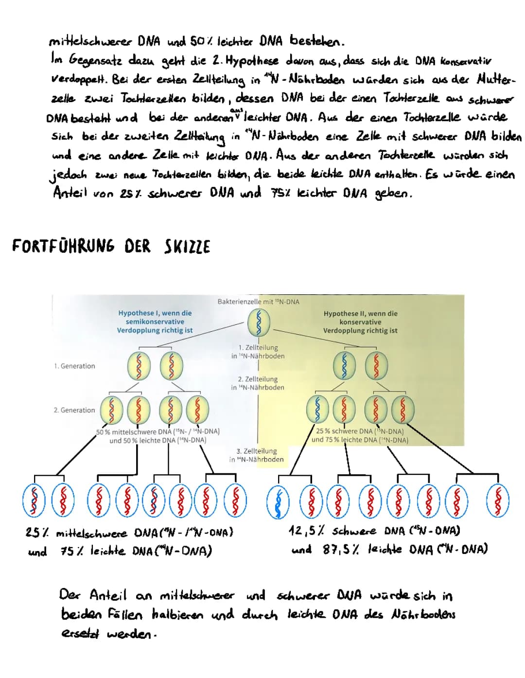 DNA-Replikation einfach erklärt: Definition, Ablauf & mehr