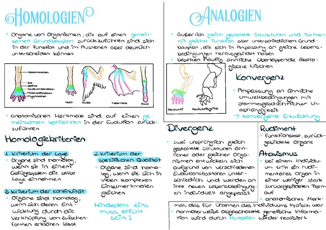 Homologie und Analogie in der Biologie: Einfache Beispiele und Erklärungen