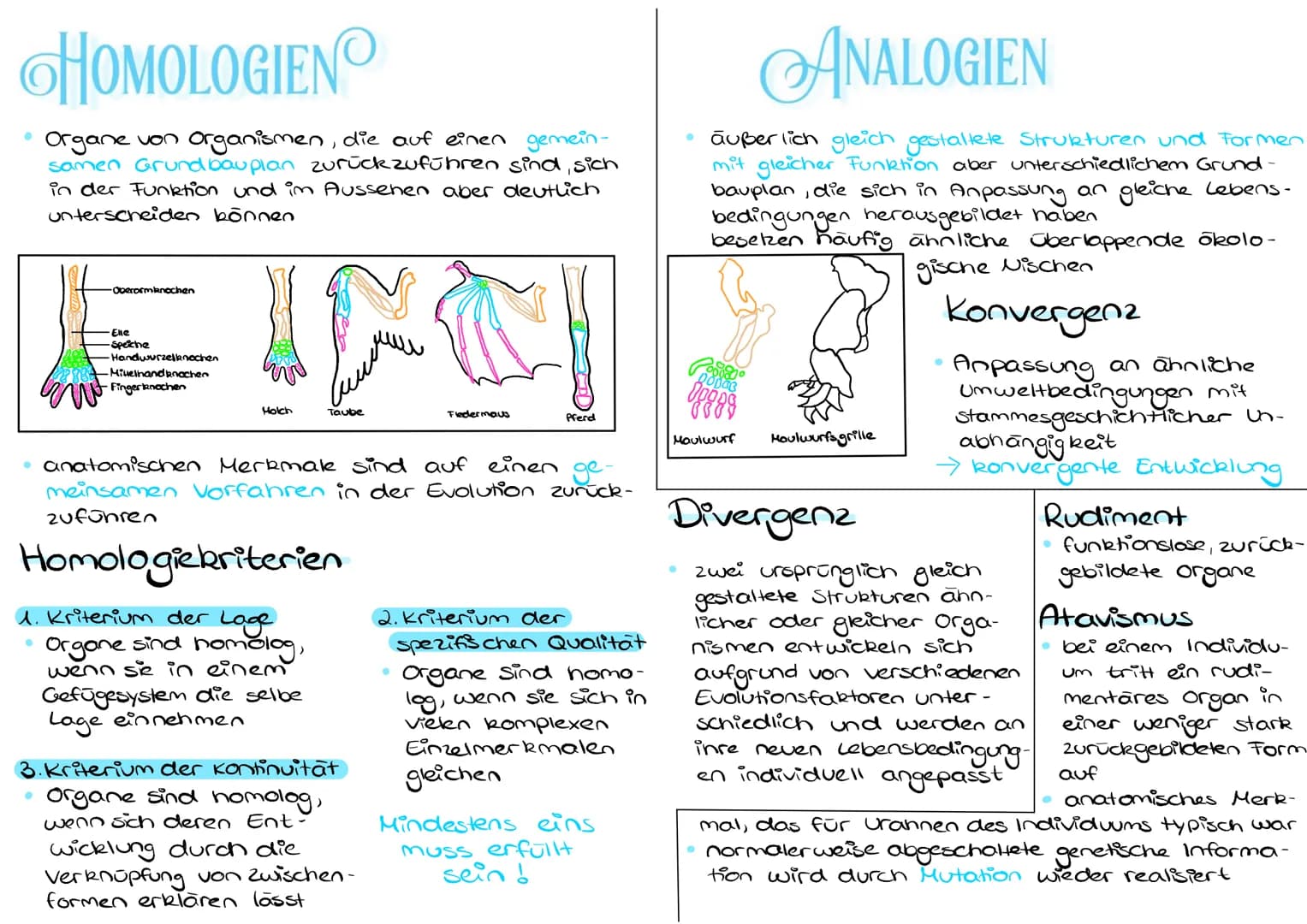 HOMOLOGIEN
Organe von Organismen, die auf einen gemein-
samen Grund bauplan zurückzuführen sind, sich
in der Funktion und im Aussehen aber d