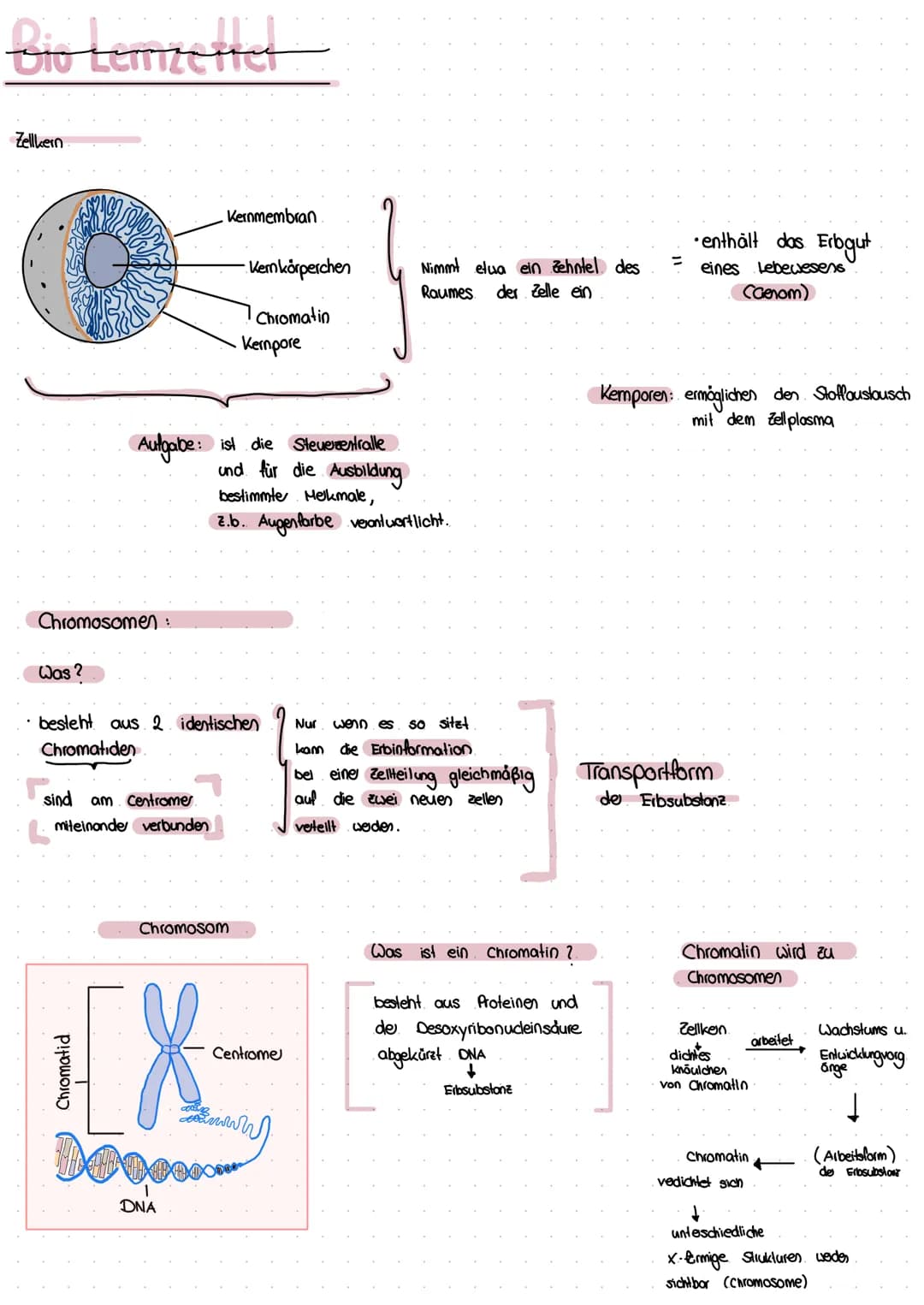 Bio Lenzettel
Zellkern
Chromosomen :
Was?
Kernmembran
sind am centromer.
miteinander verbunden
Aufgabe ist die Steuerzentralle
und für die A