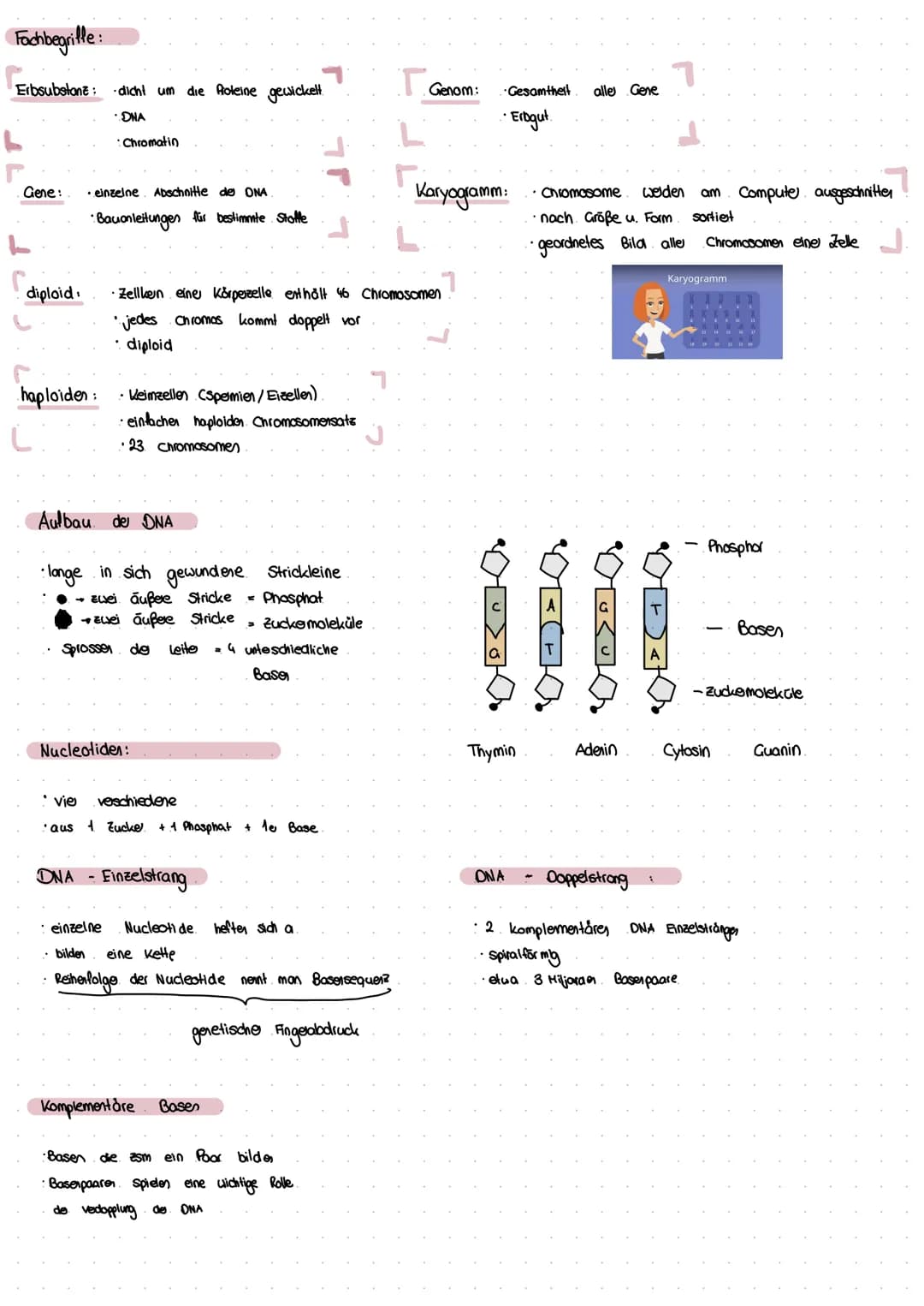 Bio Lenzettel
Zellkern
Chromosomen :
Was?
Kernmembran
sind am centromer.
miteinander verbunden
Aufgabe ist die Steuerzentralle
und für die A