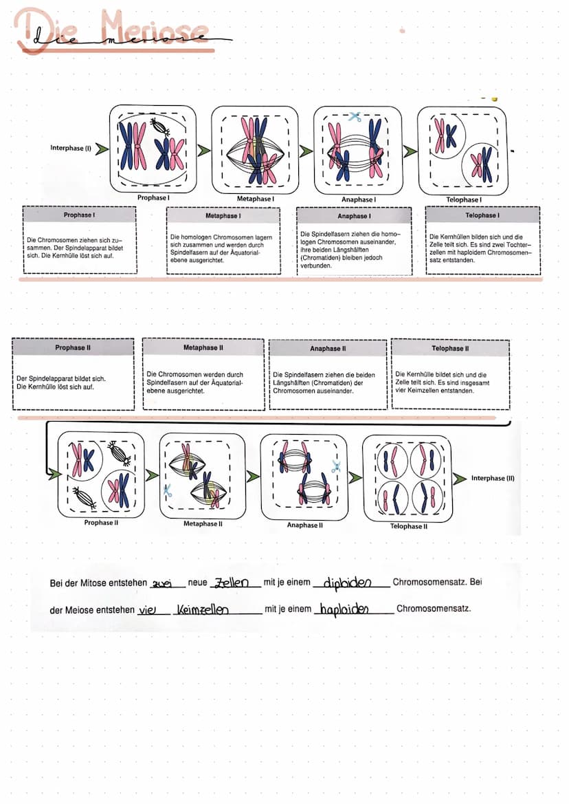 Bio Lenzettel
Zellkern
Chromosomen :
Was?
Kernmembran
sind am centromer.
miteinander verbunden
Aufgabe ist die Steuerzentralle
und für die A