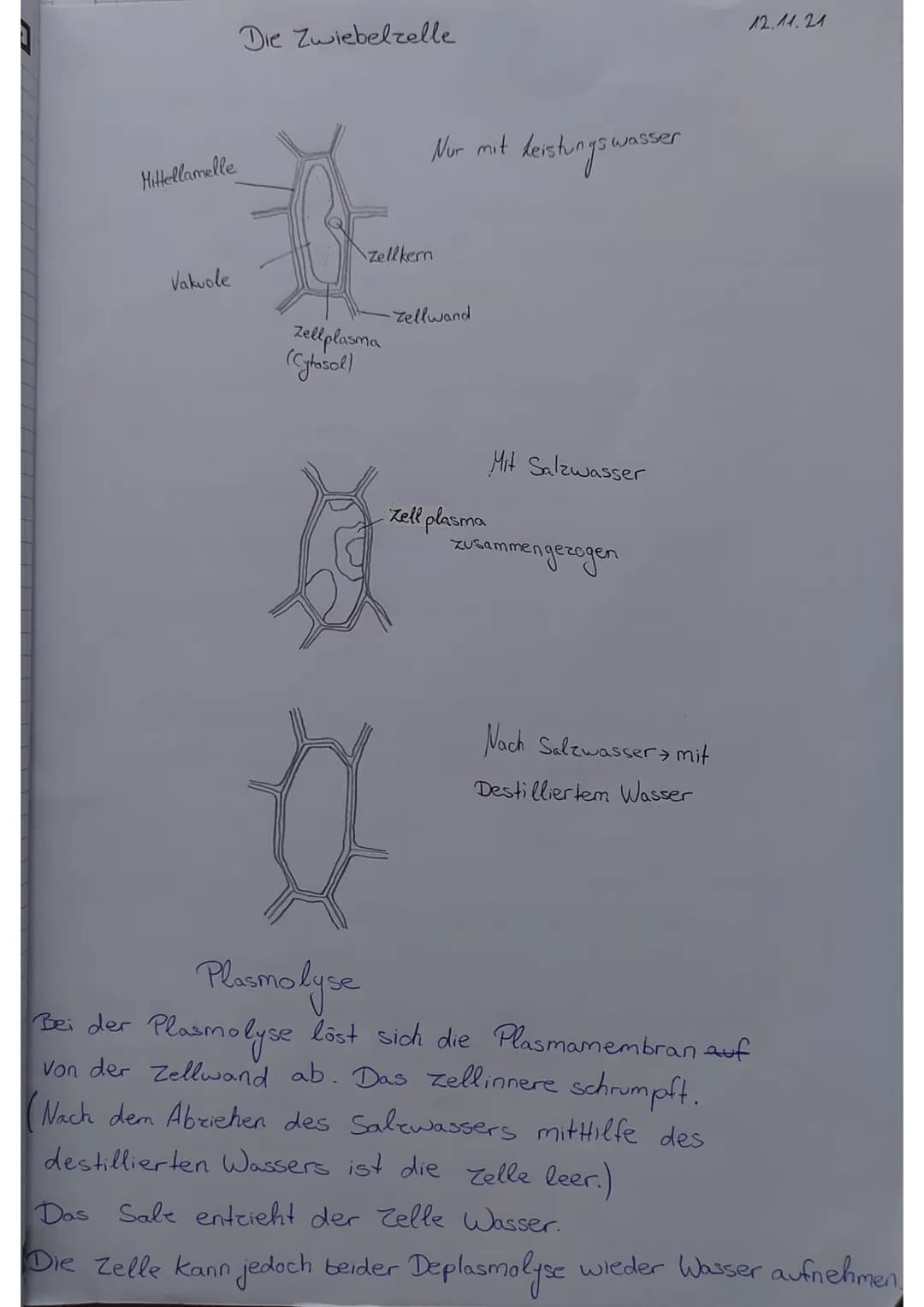 Mittellamelle
Vakuole
Die Zwiebelzelle
Nur mit deistungswasser
Zellkern
Zellplasma
(Cytosol)
-Zellwand
Zell plasma
Mit Salzwasser
zusammenge