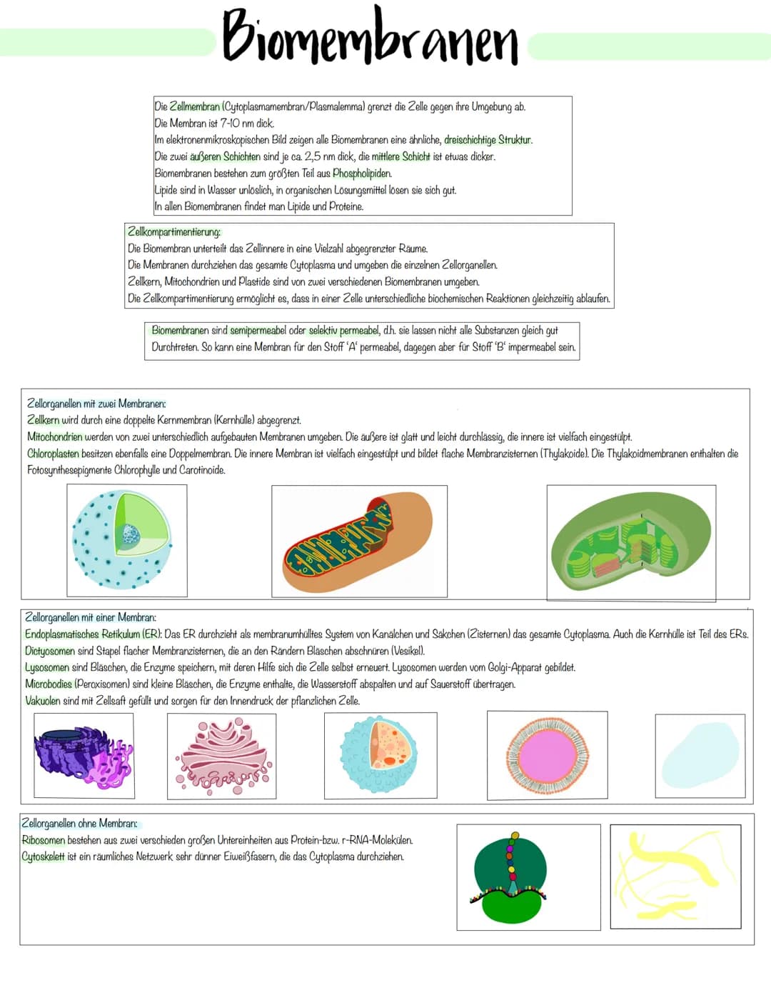 Zellbiologie Zellorganelle
Organell Tierzelle Pflanzenzelle Funktion
Zellkern ✓ ✓
Zellmembran ✓
Zellwand X ✓
Cytoplasma ✓ V
Vakuole X ✓
Mito