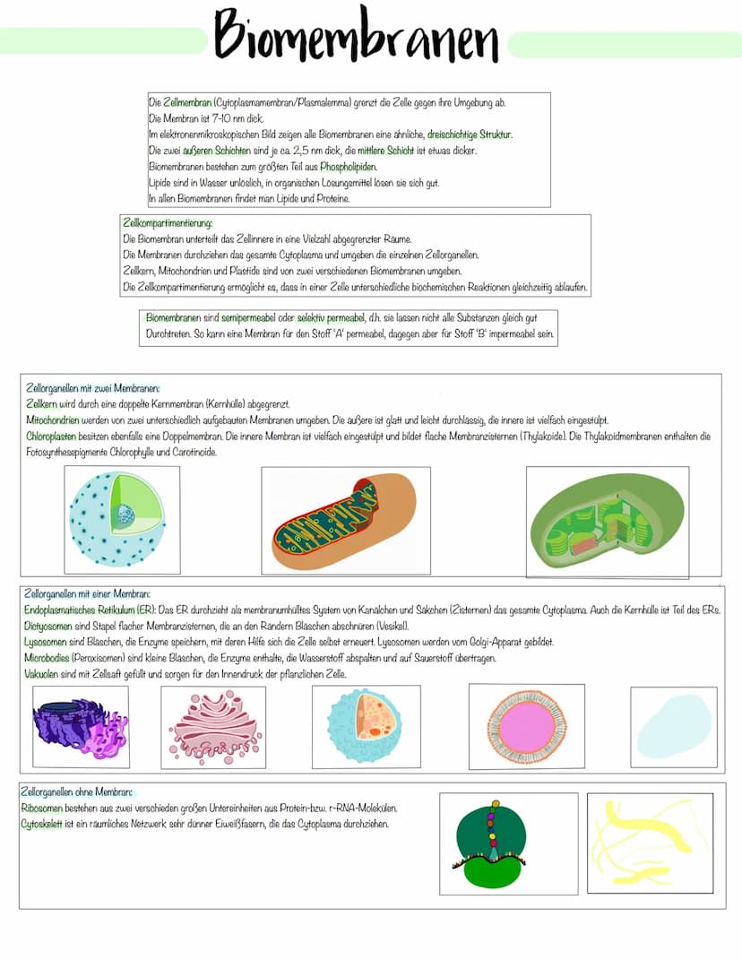Zellbiologie Zellorganelle
Organell Tierzelle Pflanzenzelle Funktion
Zellkern ✓ ✓
Zellmembran ✓
Zellwand X ✓
Cytoplasma ✓ V
Vakuole X ✓
Mito