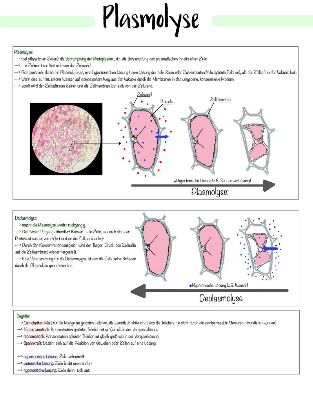 Zellbiologie Zellorganelle
Organell Tierzelle Pflanzenzelle Funktion
Zellkern ✓ ✓
Zellmembran ✓
Zellwand X ✓
Cytoplasma ✓ V
Vakuole X ✓
Mito