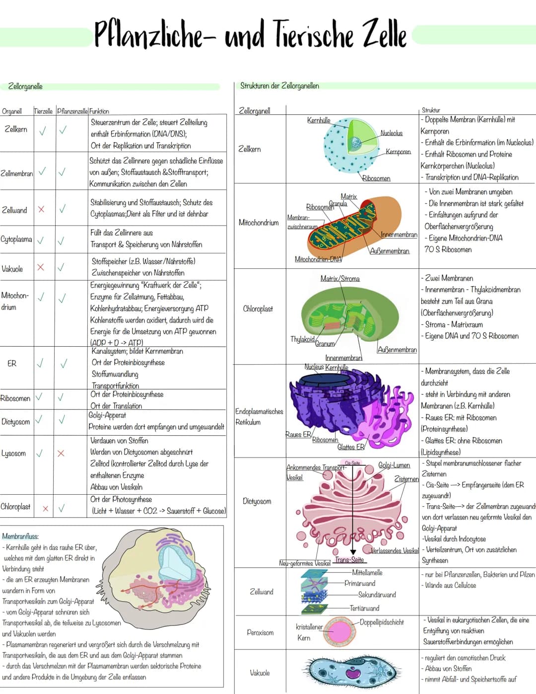 Zellbiologie Zellorganelle
Organell Tierzelle Pflanzenzelle Funktion
Zellkern ✓ ✓
Zellmembran ✓
Zellwand X ✓
Cytoplasma ✓ V
Vakuole X ✓
Mito