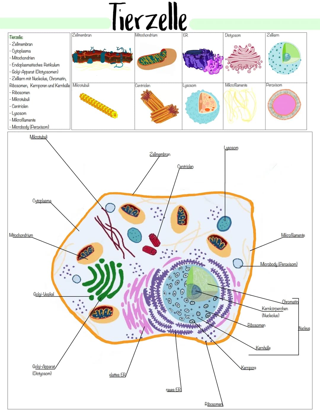 Zellbiologie Zellorganelle
Organell Tierzelle Pflanzenzelle Funktion
Zellkern ✓ ✓
Zellmembran ✓
Zellwand X ✓
Cytoplasma ✓ V
Vakuole X ✓
Mito