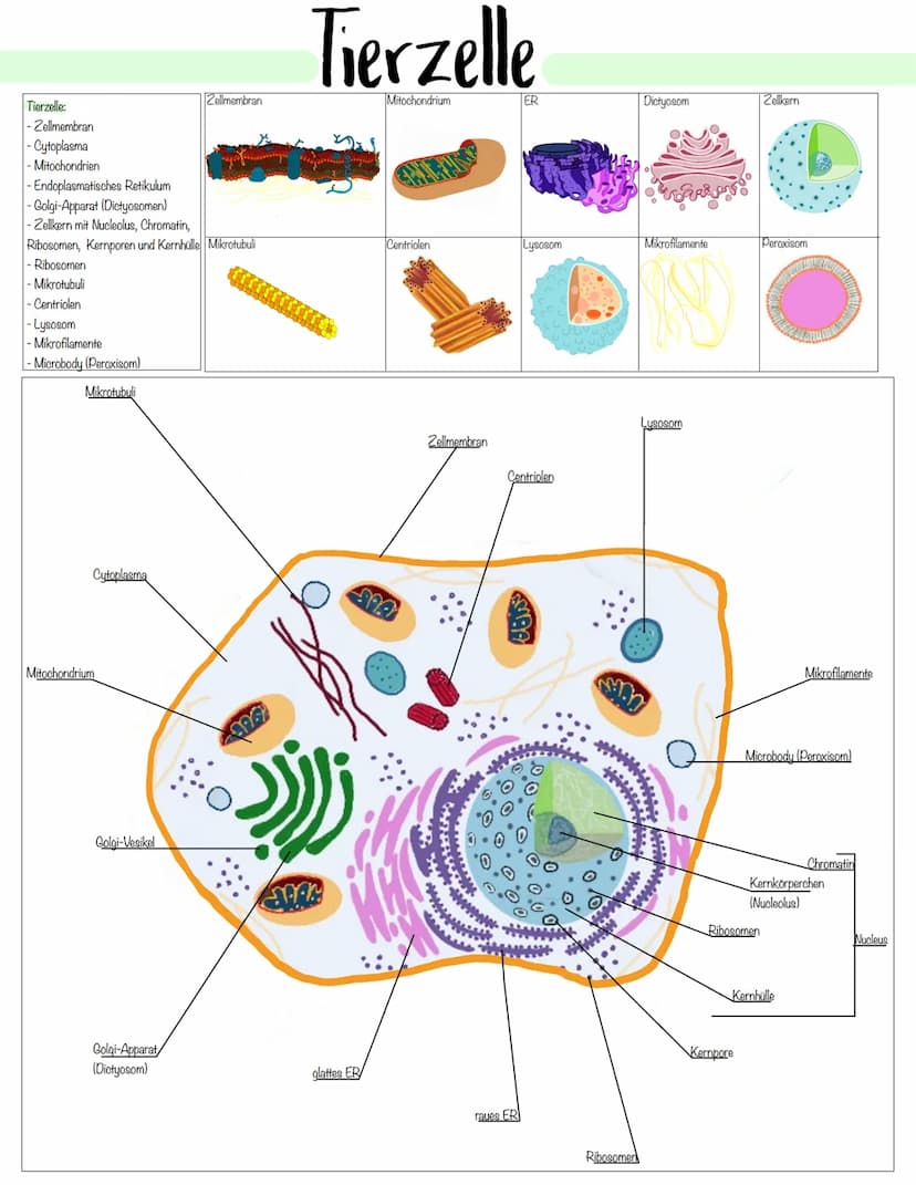Zellbiologie Zellorganelle
Organell Tierzelle Pflanzenzelle Funktion
Zellkern ✓ ✓
Zellmembran ✓
Zellwand X ✓
Cytoplasma ✓ V
Vakuole X ✓
Mito