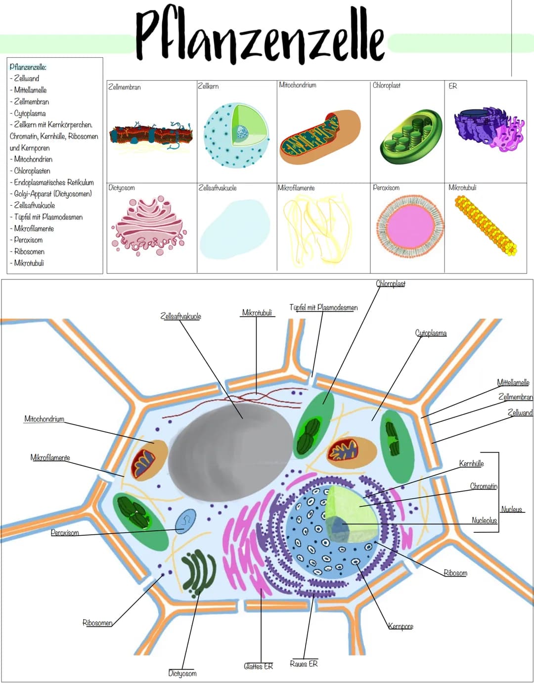 Zellbiologie Zellorganelle
Organell Tierzelle Pflanzenzelle Funktion
Zellkern ✓ ✓
Zellmembran ✓
Zellwand X ✓
Cytoplasma ✓ V
Vakuole X ✓
Mito