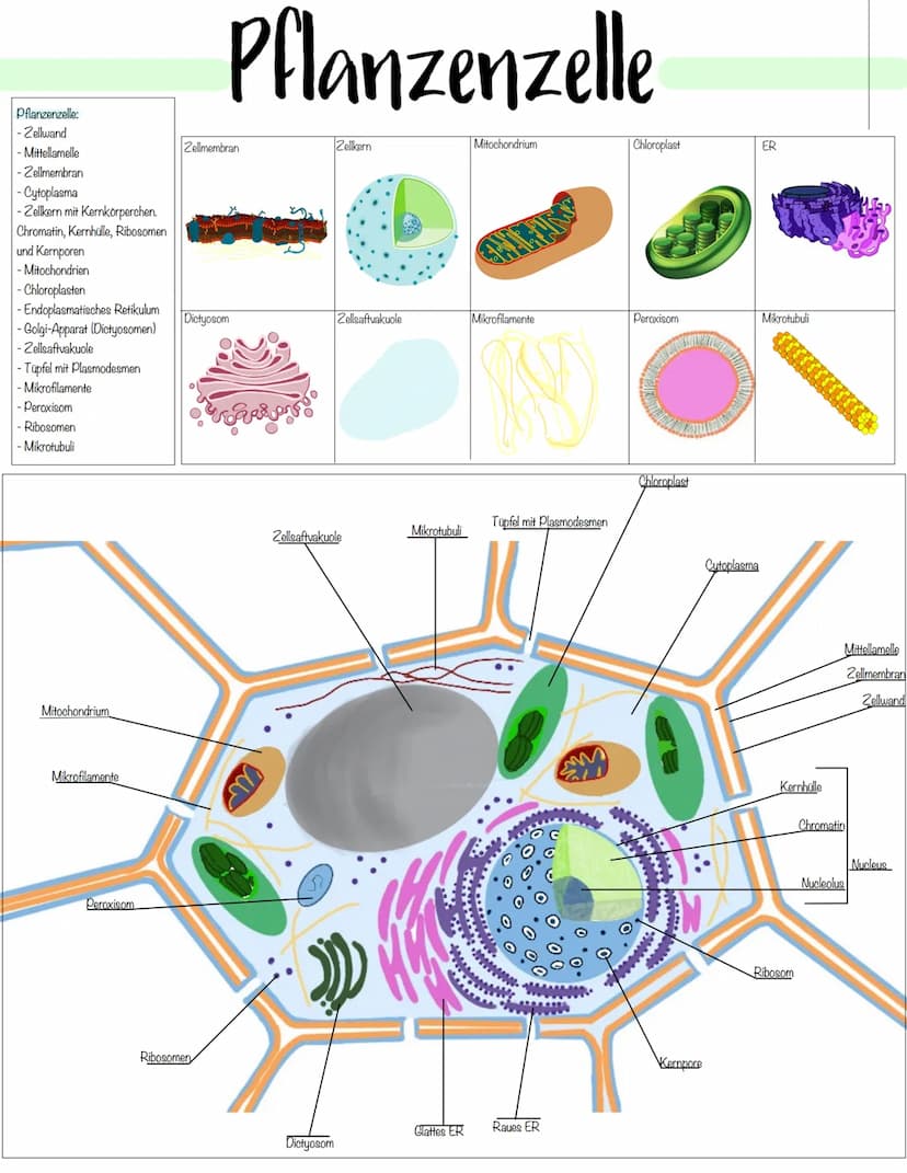 Zellbiologie Zellorganelle
Organell Tierzelle Pflanzenzelle Funktion
Zellkern ✓ ✓
Zellmembran ✓
Zellwand X ✓
Cytoplasma ✓ V
Vakuole X ✓
Mito