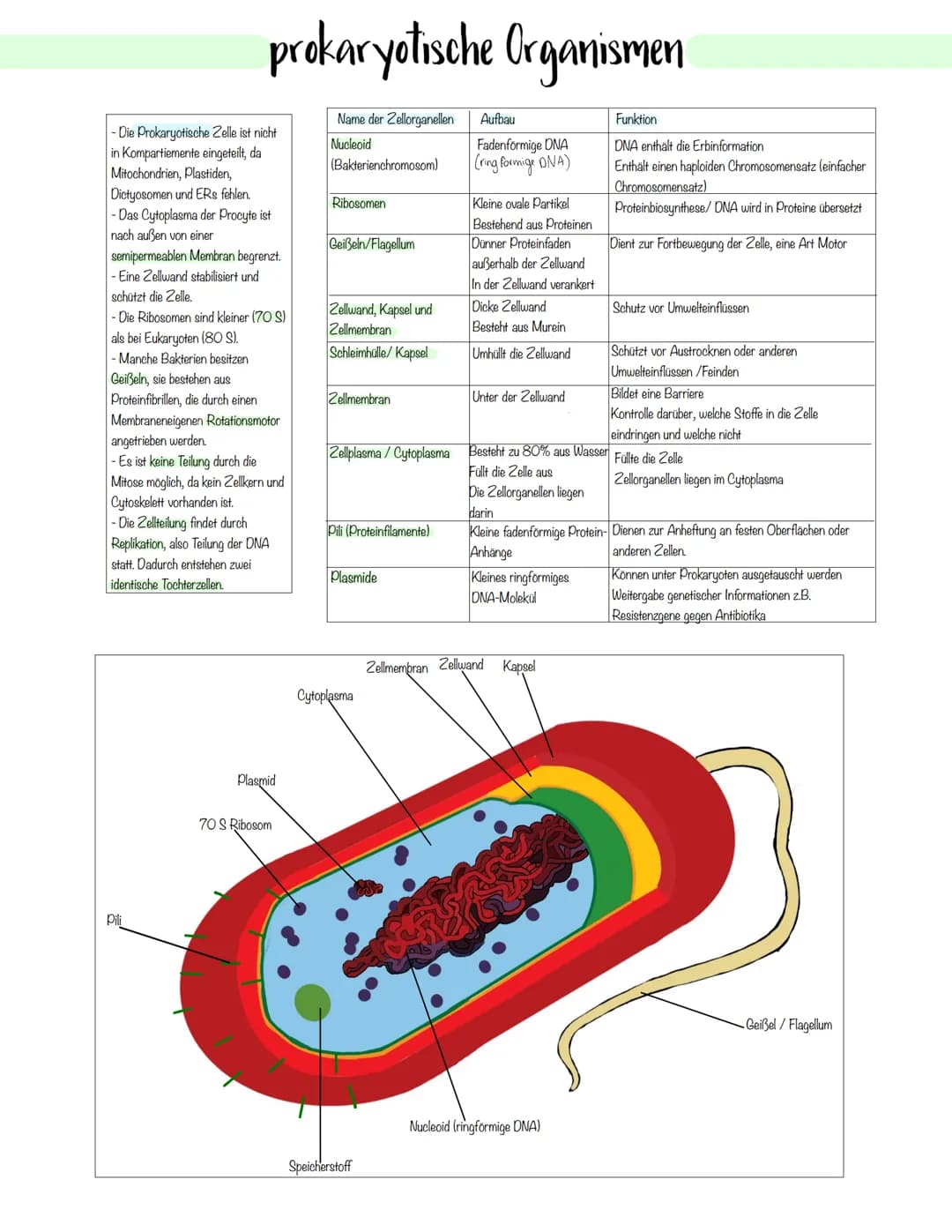 Zellbiologie Zellorganelle
Organell Tierzelle Pflanzenzelle Funktion
Zellkern ✓ ✓
Zellmembran ✓
Zellwand X ✓
Cytoplasma ✓ V
Vakuole X ✓
Mito