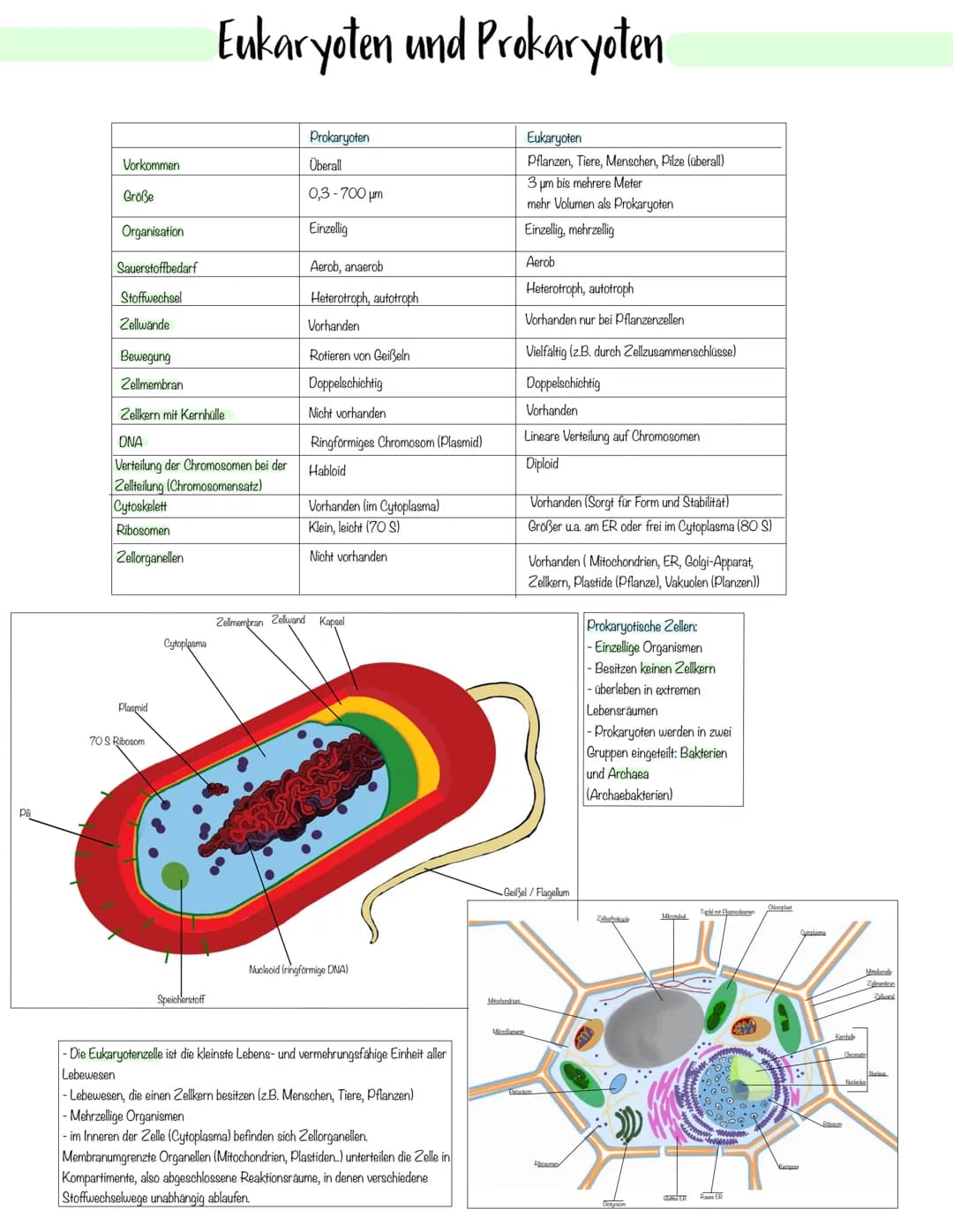 Zellbiologie Zellorganelle
Organell Tierzelle Pflanzenzelle Funktion
Zellkern ✓ ✓
Zellmembran ✓
Zellwand X ✓
Cytoplasma ✓ V
Vakuole X ✓
Mito