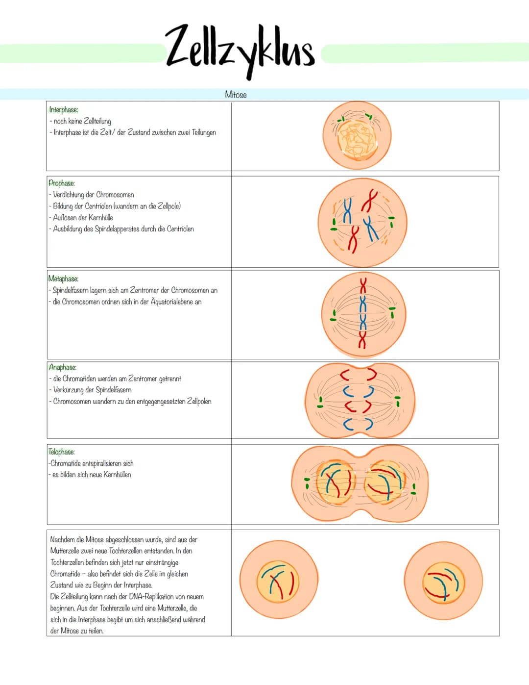 Zellbiologie Zellorganelle
Organell Tierzelle Pflanzenzelle Funktion
Zellkern ✓ ✓
Zellmembran ✓
Zellwand X ✓
Cytoplasma ✓ V
Vakuole X ✓
Mito