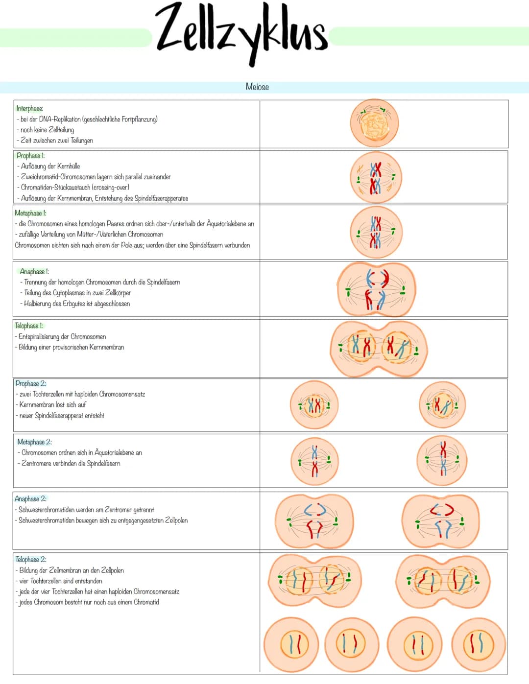 Zellbiologie Zellorganelle
Organell Tierzelle Pflanzenzelle Funktion
Zellkern ✓ ✓
Zellmembran ✓
Zellwand X ✓
Cytoplasma ✓ V
Vakuole X ✓
Mito