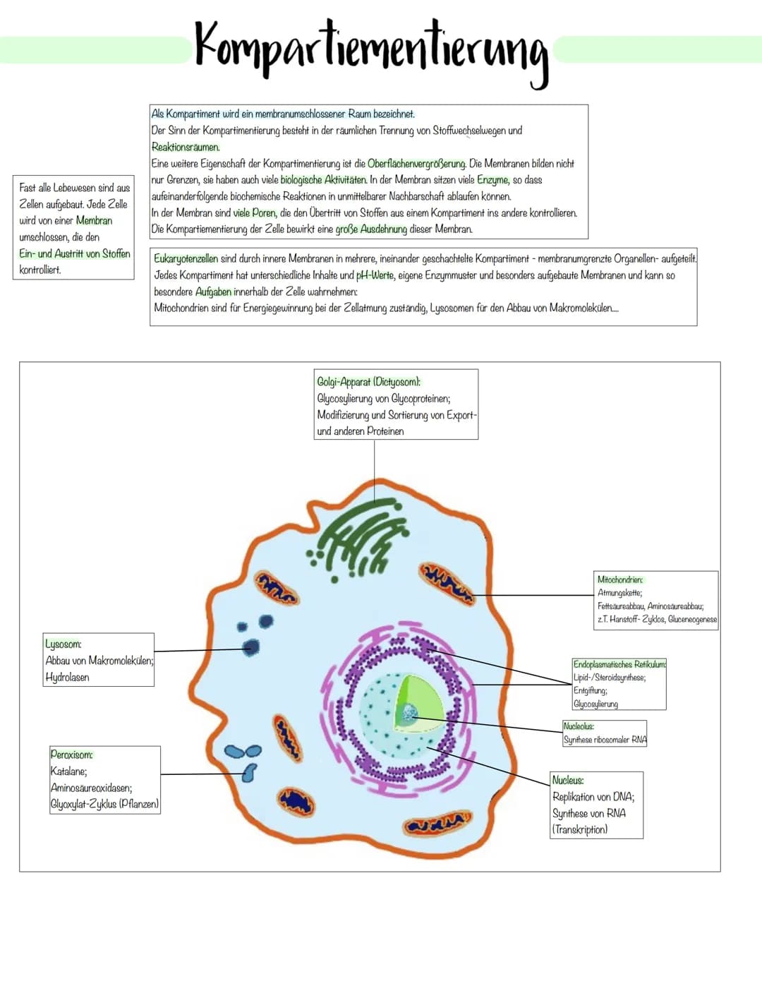 Zellbiologie Zellorganelle
Organell Tierzelle Pflanzenzelle Funktion
Zellkern ✓ ✓
Zellmembran ✓
Zellwand X ✓
Cytoplasma ✓ V
Vakuole X ✓
Mito