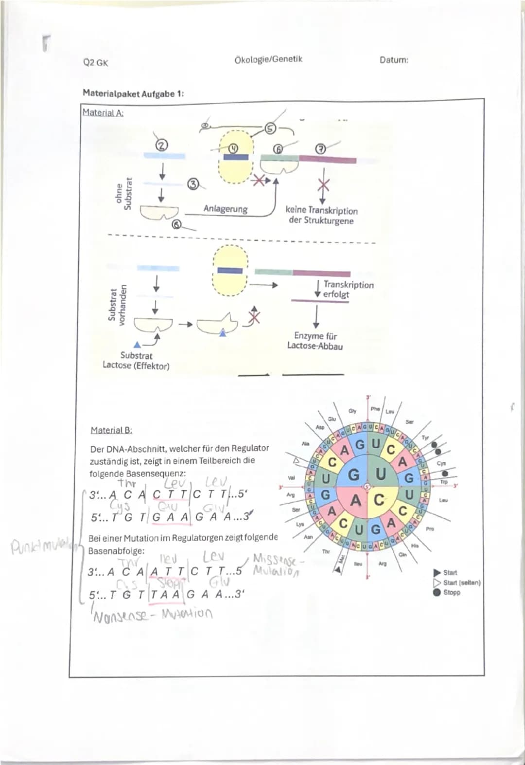 Punki mua
Q2 GK
Ökologie/Genetik
Datum:
Materialpaket Aufgabe 1:
Material A:
6
Substrat
vorhanden
ohnee
Substrat
Substrat
Lactose (Effektor)