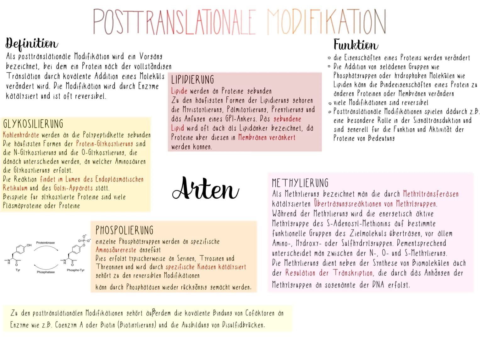 Definition
Als posttranslationale Modifikation wird ein Vorgang
bezeichnet, bei dem ein Protein nach der vollständigen
Translation durch kov