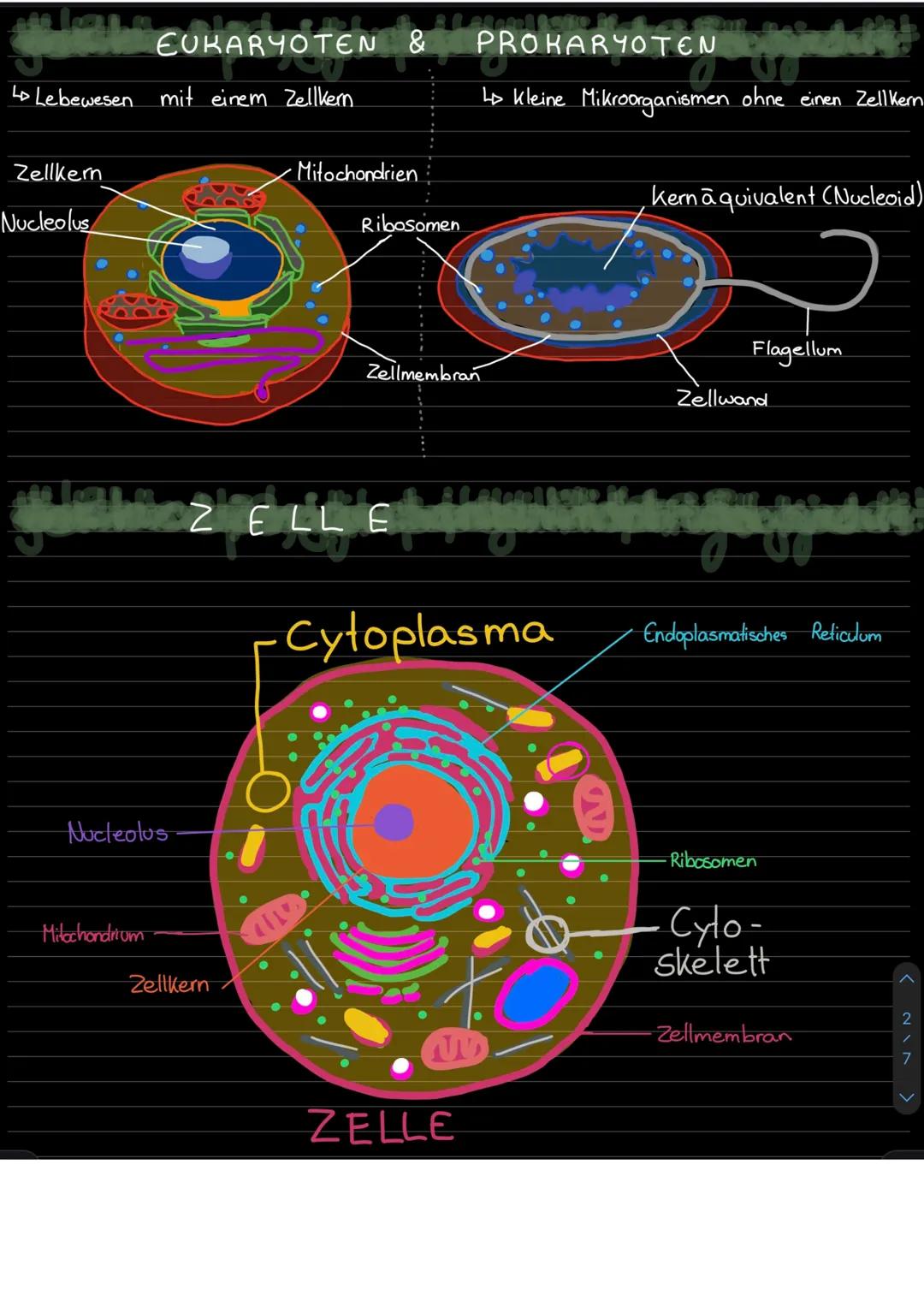&
BIOLOGIE
CYTOPLASMA (Zellplasma):
•befindet sich in allen Prokaryotischen & eukaryotischen Zellen
enthält Cytoskelett
• Stabilisiert durch