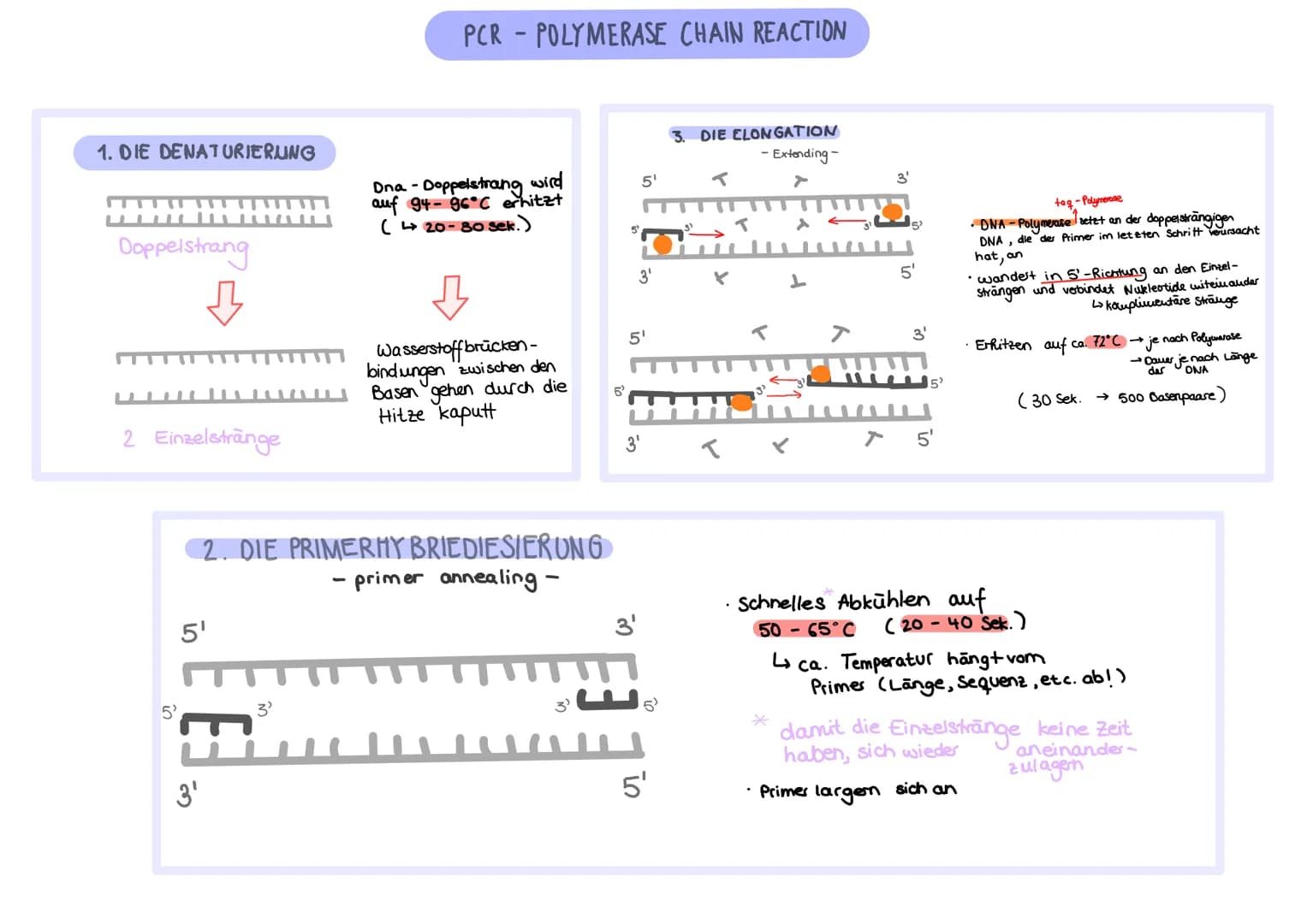 1. DIE DENATURIERUNG
Doppelstrang
2 Einzelstränge
5'
5'
3'
PCR-POLYMERASE CHAIN REACTION
3'
Dna - Doppelstrang wird
auf 94-96°C erhitzt
(20-