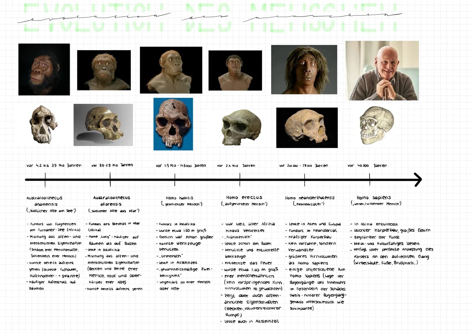 مند
vor 4.2 bis 3,9 Mio. Jahren
Australopithecus
anamensis
(südlicher Afre am see")
- Fundort von Fragmenten
am Turkaner-see (Afrika)
· Misc