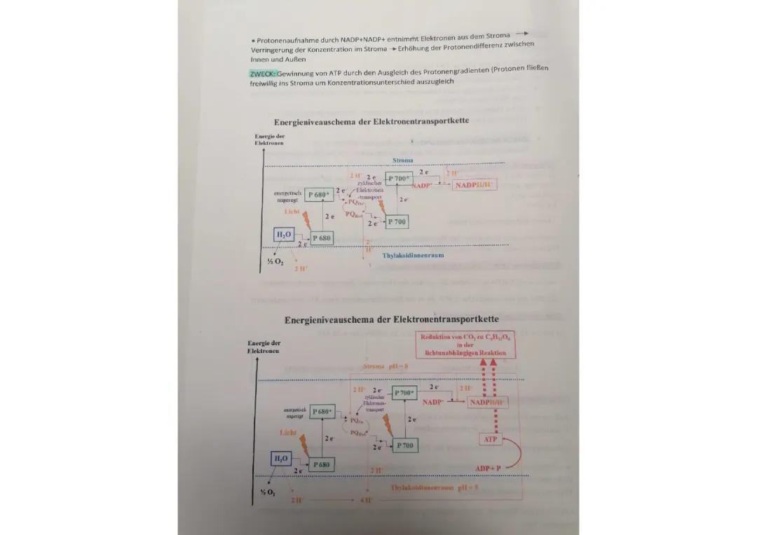 Entdecke den Zyklischen Elektronentransport und die Lichtreaktion in der Photosynthese