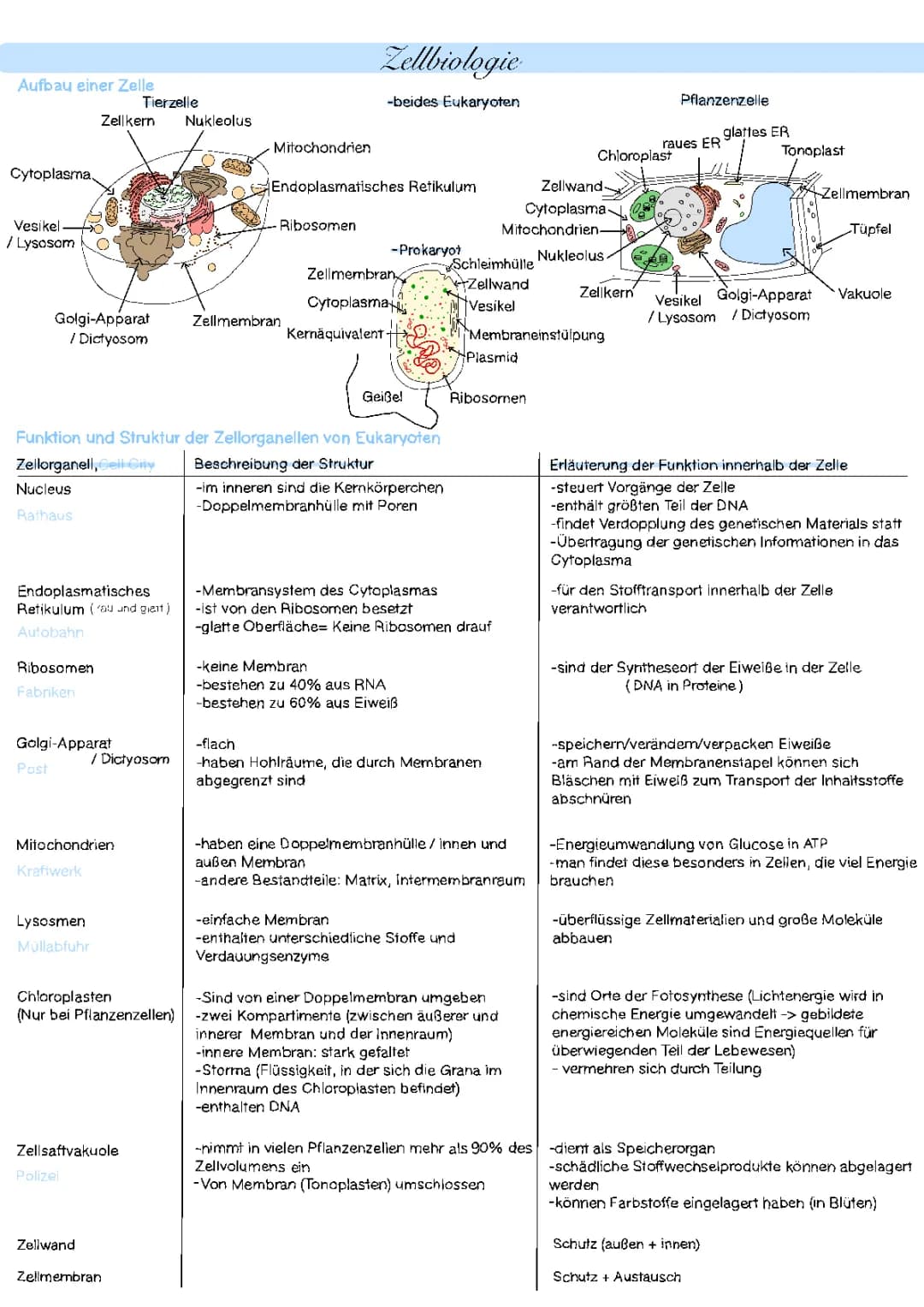 Eukaryoten und Prokaryoten Vergleich: Zellorganellen, Tier- und Pflanzenzellen Arbeitsblätter