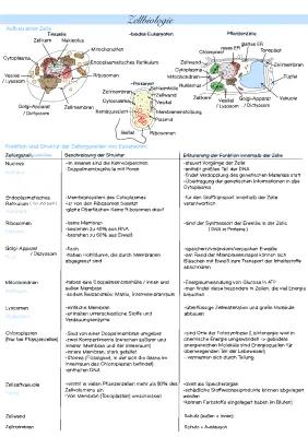 Know Zellbiologie  thumbnail