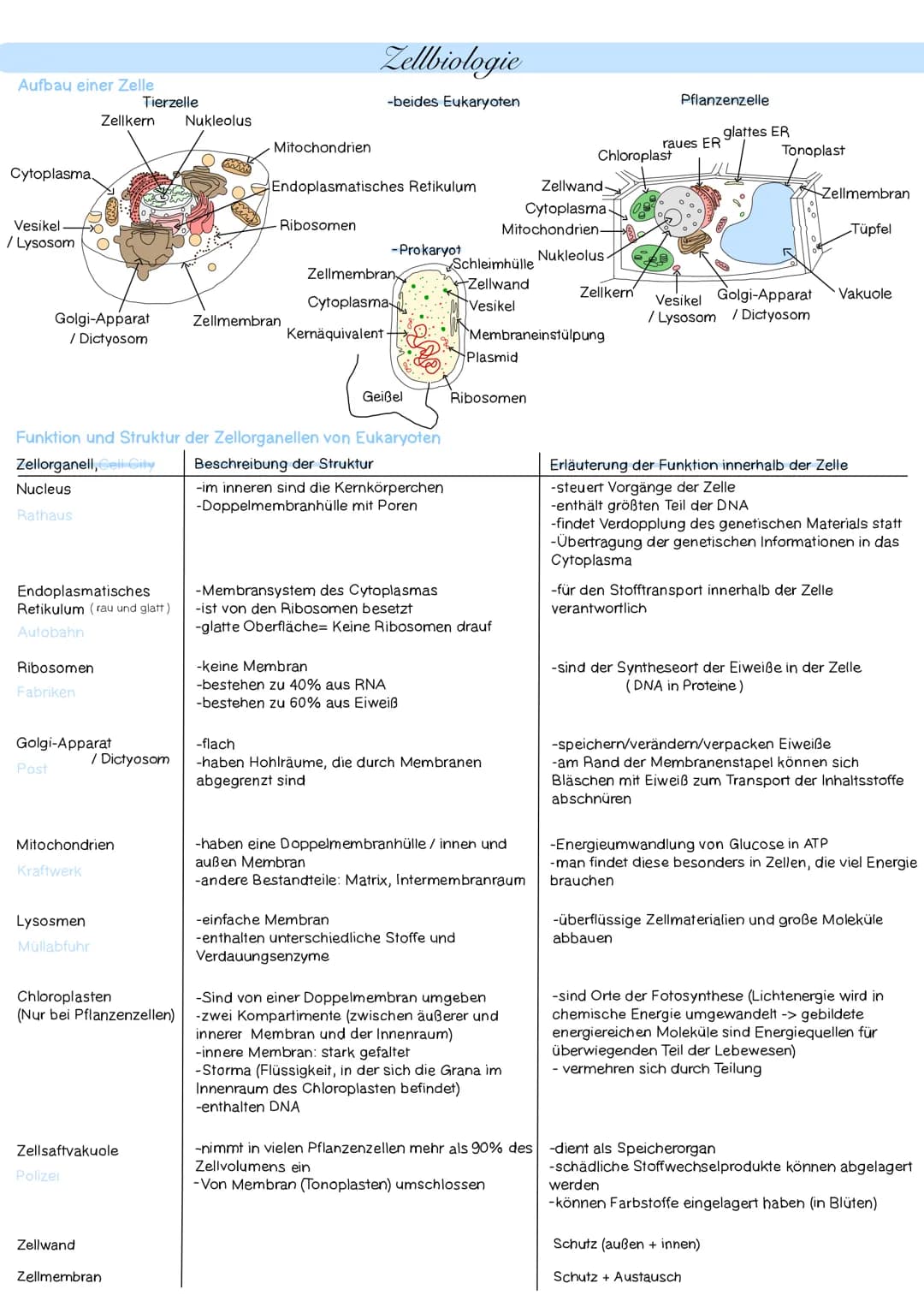 Aufbau einer Zelle
Cytoplasma.
Vesikel.
/ Lysosom
Nucleus
Rathaus
Golgi-Apparat
/ Dictyosom
Ribosomen
Fabriken
Endoplasmatisches
Retikulum (