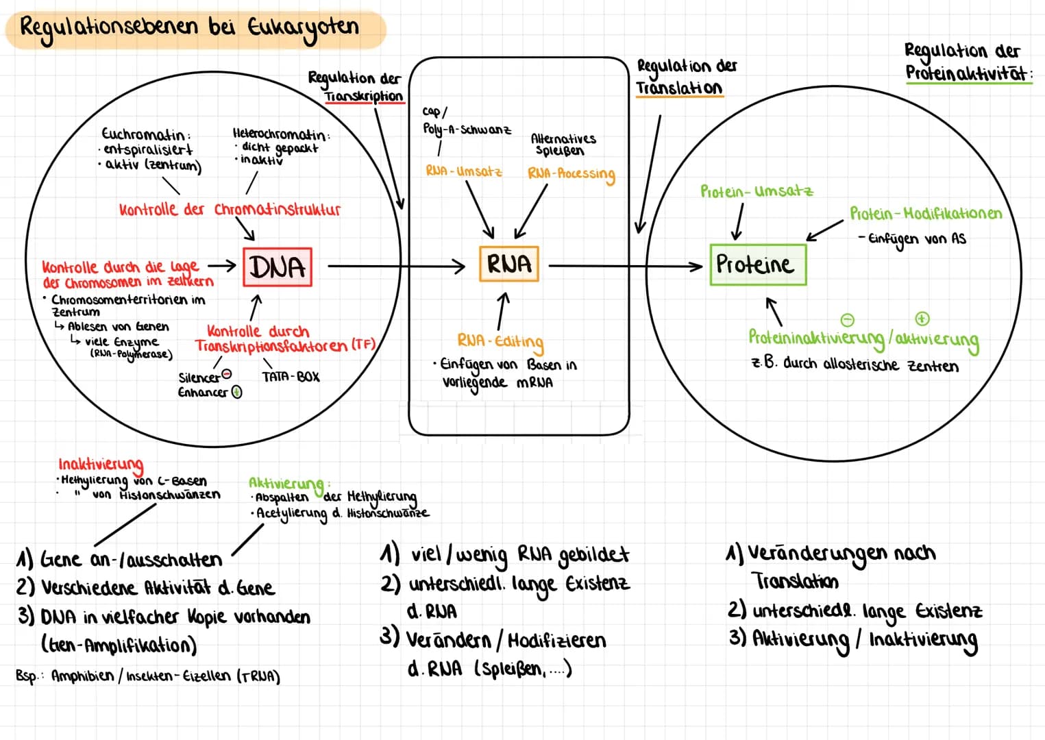 Genregulation (bei Prokaryoten)
Aufbau eines Operons
M
Regulatorgen
Repressor:
Bindestelle
für Operator
Tallosterisches
Zentrum
Promotor
TAT