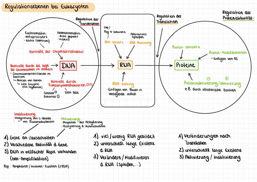 Genregulation (bei Prokaryoten)
Aufbau eines Operons
M
Regulatorgen
Repressor:
Bindestelle
für Operator
Tallosterisches
Zentrum
Promotor
TAT