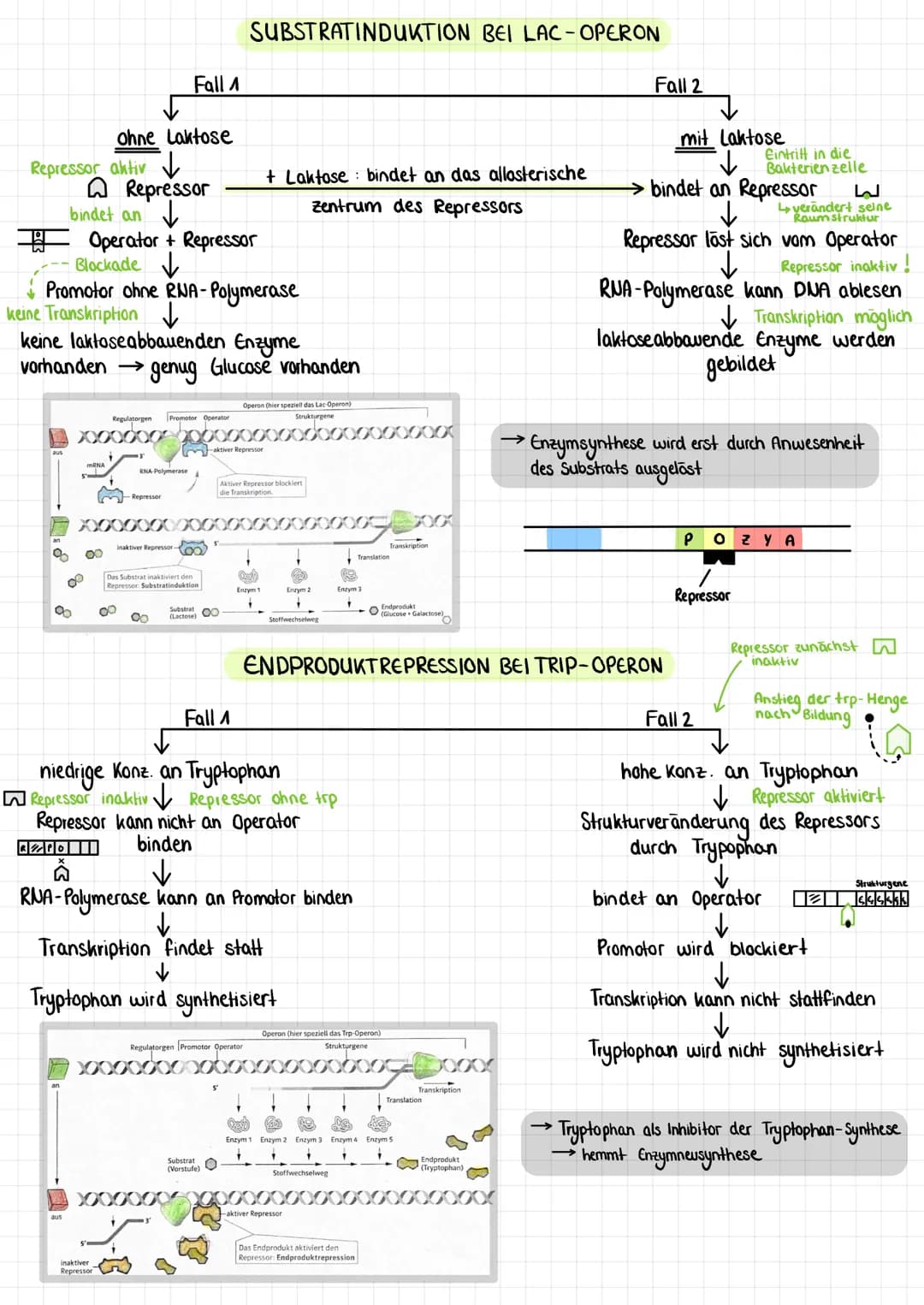 Genregulation (bei Prokaryoten)
Aufbau eines Operons
M
Regulatorgen
Repressor:
Bindestelle
für Operator
Tallosterisches
Zentrum
Promotor
TAT