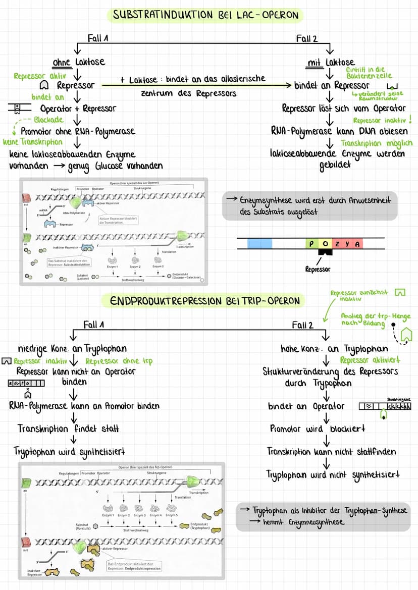 Genregulation (bei Prokaryoten)
Aufbau eines Operons
M
Regulatorgen
Repressor:
Bindestelle
für Operator
Tallosterisches
Zentrum
Promotor
TAT
