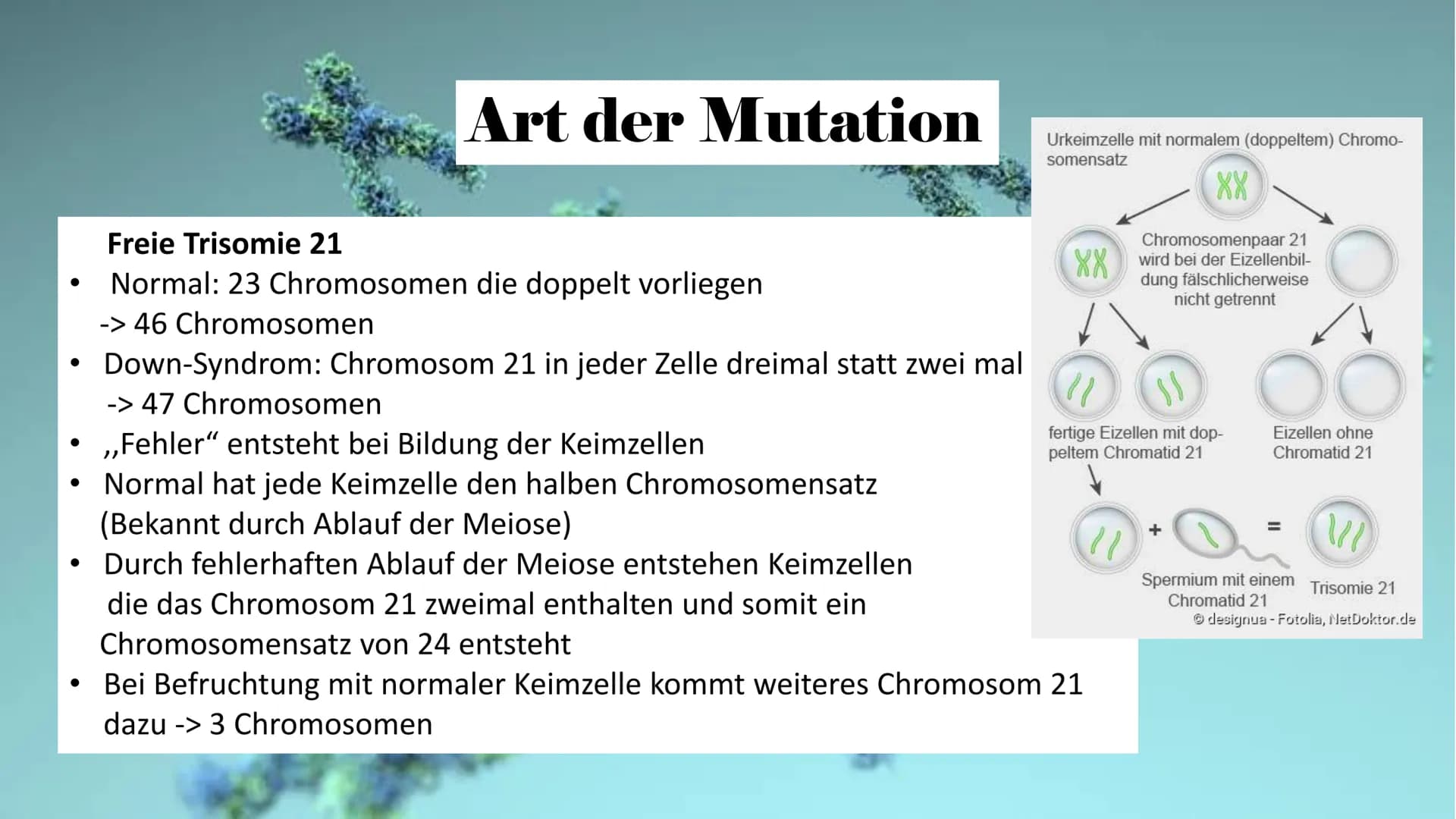 Trisomie 21
ہو Allgemeine Infos
Gliederung
Krankheitsbild
Häufigkeit in
der
Bevölkerung
Art der
Mutation
Therapie Allgemeine Infos
• Viele v