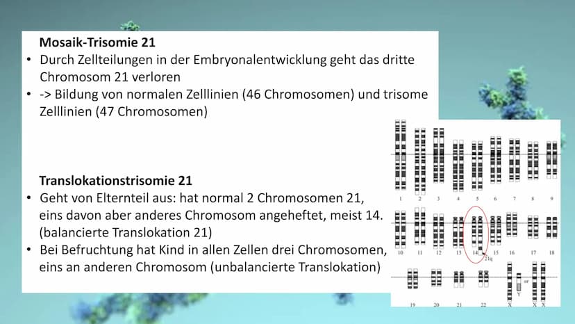 Trisomie 21
ہو Allgemeine Infos
Gliederung
Krankheitsbild
Häufigkeit in
der
Bevölkerung
Art der
Mutation
Therapie Allgemeine Infos
• Viele v