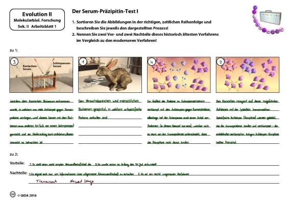 Know molekularbiologische Untersuchungen der Verwandtschaftsbeziehungen thumbnail