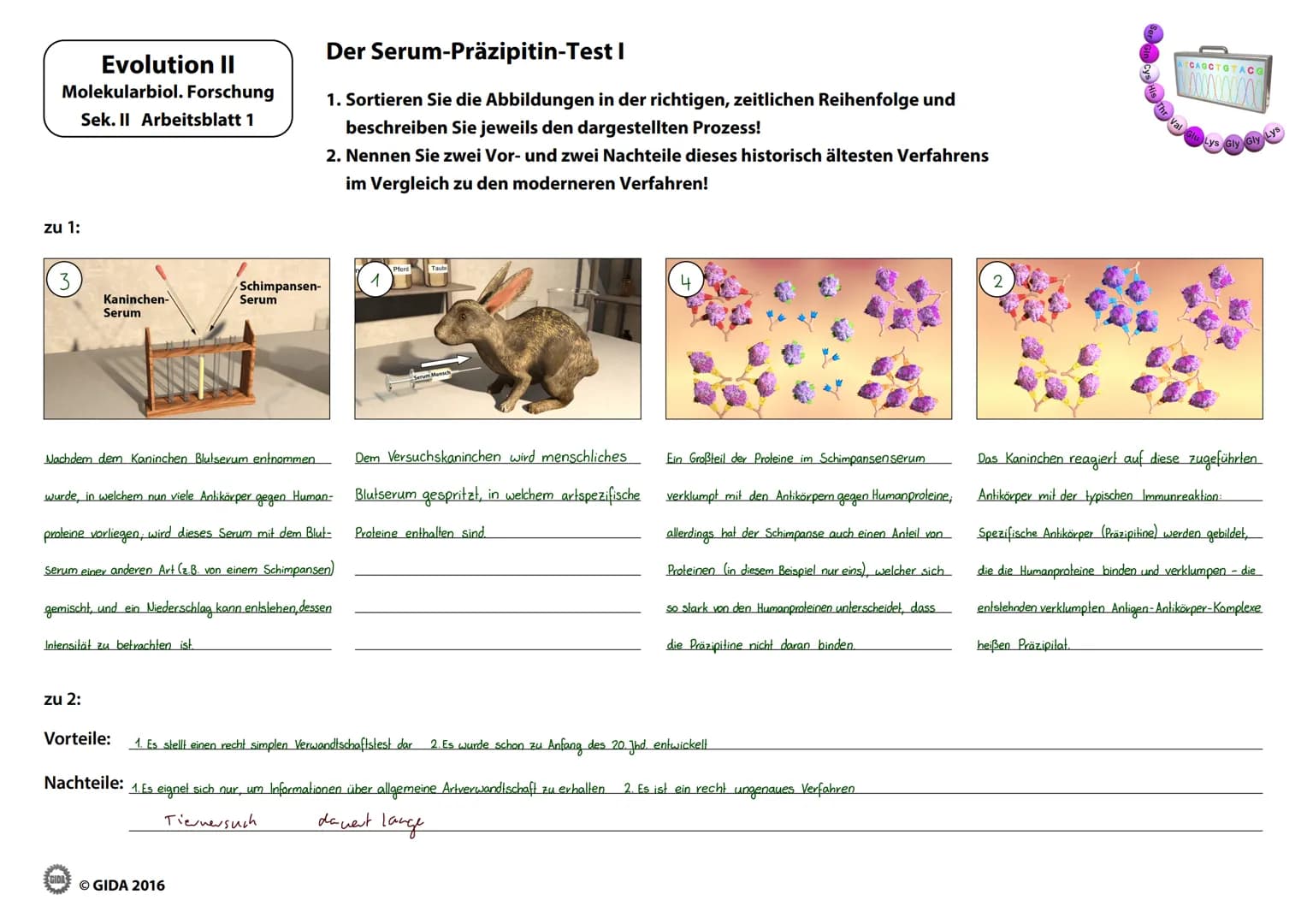 Evolution II
Molekularbiol. Forschung
Sek. II Arbeitsblatt 1
zu 1:
Kaninchen-
Serum
Nachdem dem Kaninchen Blutsevum entnommen
Intensität zu 